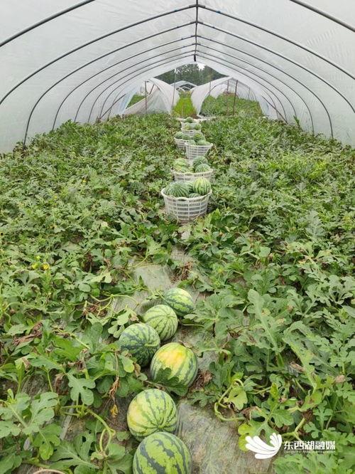 吃瓜赏花的诗句,诗意盎然夏日时光