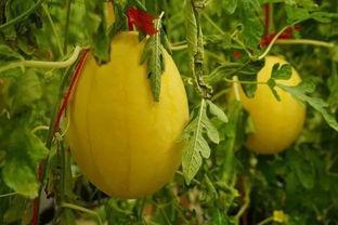 内部吃瓜群,揭秘娱乐圈幕后风云