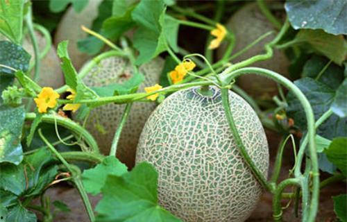 郁可可吃瓜系统,揭秘娱乐圈幕后真相