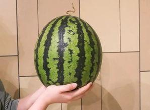 杭州吃瓜比赛,吃瓜比赛狂欢，瓜王争霸一触即发