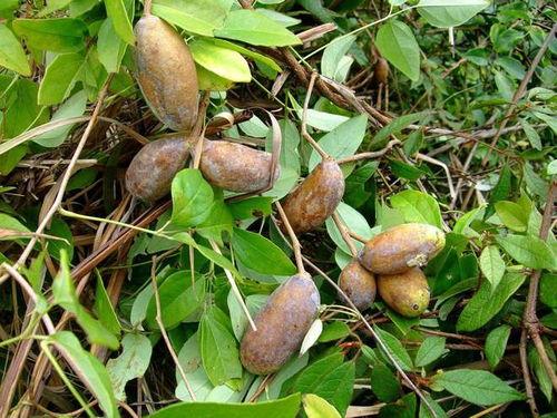 女人梦见摘野生八月瓜吃,女性摘食野生八月瓜的神秘体验