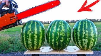 秋季赛赛事吃瓜,赛场内外，吃瓜群众狂欢记